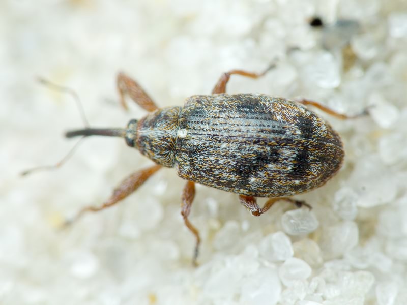 Anthonomus (Anthonomus) pomorum (Linnaeus, 1758)